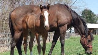 イトコは同日の英ダービーの本命馬 キタサンブラック産駒のスタートレインがデビューV狙う