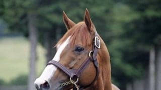 重賞4勝のジャスティンがアロースタッドへ 26年から種牡馬生活