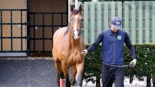 プログノーシスが種牡馬生活送るブリーダーズSSに到着