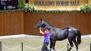 2025サマーセールの3日目が終了 総額12億で最高額はカラヴァッジオ産駒の3100万円