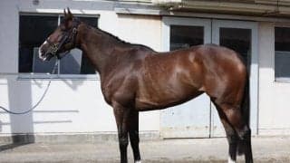 「新馬戦以来の2勝目をつかむ時」 好走傾向に合致するアイルランドT出走馬とは