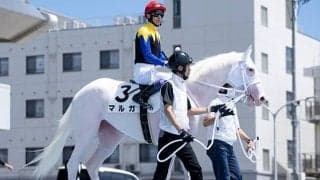 【アルテミスS枠順確定】マルガは7枠7番、フィロステファニは5枠5番