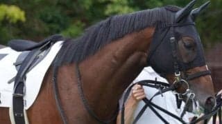 【菊花賞】武豊騎手×武幸四郎調教師×逃げ＝複勝率77% 回収率は単複ともに100%超