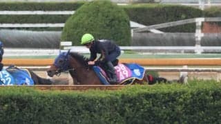 1週前追い切りが秀逸 テイエムスティールが日曜阪神で初陣/関西馬メイクデビュー情報