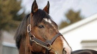 新ひだか町で種牡馬展示会 3つの種馬場から23頭が登場