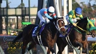 【フェブラリーS予想オッズ】ダブルハートボンドが予想1番人気