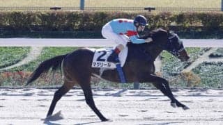 【雲取賞】ルメール騎乗 マクリールは7枠13番へ