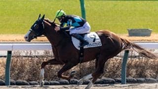 【中山2R】単勝1.1倍パラダイスフェイスが8馬身差圧勝！圧倒的人気に応える