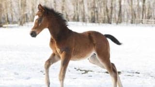 24年のJRA賞最優秀障害馬 ニシノデイジーの初年度産駒が誕生