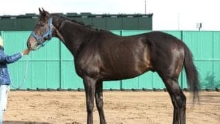 「レース適性に疑う余地なし」 馬体派記者イチオシのスプリングS出走馬は