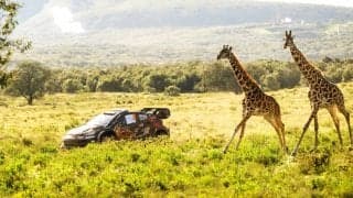 「なんか動物出た」放送席が騒然 世界ラリー、GRヤリスが時速140キロ超で爆走→目の前を野生動物が横切る衝撃光景