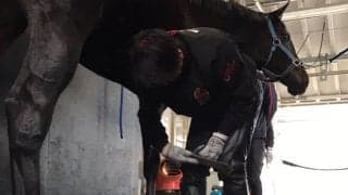 【装蹄師・西内荘コラム】メイショウタバル、大人になって迎える大阪杯
