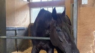 推定２センチ差の激戦から一夜明け　天皇賞・春Ｖのクロワデュノールは馬房で元気な姿　間宮助手「いつもぐらいの疲れかな」