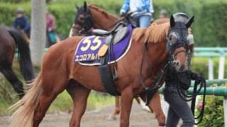 【ＮＨＫマイルＣ】エコロアルバは４か月半ぶりでも仕上がり良好　陣営「明らかに馬が変わってきた」