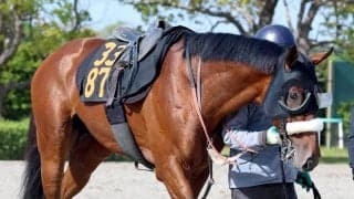 【注目馬動向】青葉賞２着で日本ダービーの出走権利を獲得したタイダルロックに左前脚骨折の疑い　７日に検査へ