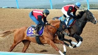 【ＮＨＫマイルＣ・追い切り】エコロアルバは美浦・Ｗコースで自己ベストタイをマーク　田村調教師「完全に仕上がった」