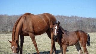 ラッキーライラックが「ぐっと積極的な一面」持つ父イクイノックスの牝馬を出産　カメラにも興味津々
