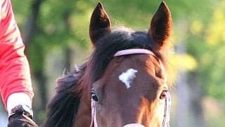 【兵庫ＣＳ】武豊騎手が騎乗した３番人気スマートジュリアスは６着　５着馬からは大差…「この馬場が合わないのかも」