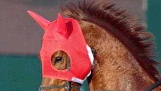 【兵庫ＣＳ】トウカイマシェリ半馬身差届かず２着　鮫島克駿騎手はパートナーの奮闘たたえる「いいレースが出来たと思います」