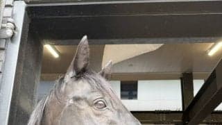 １０年ダービー馬が凱旋！　エイシンフラッシュがＮＨＫマイルＣ当日の１０日に東京競馬場でファンにお披露目