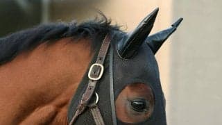 かしわ記念４着のコスタノヴァは左前肢第４中手骨の骨折が判明　全治３か月　社台グループオーナーズが発表
