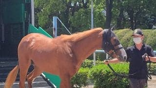 【ＮＨＫマイルＣ・土曜気配】ダイヤモンドノットが東京競馬場に到着　陣営「トラブルも渋滞もなく」あとは川田将雅騎手に託す構え