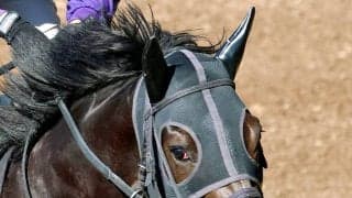 【京都新聞杯】５・９億円エムズビギンは後方からジリジリ伸びるも７着　川田将雅騎手「まだまだ時間が必要なタイプ」