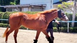 【ＮＨＫマイルＣ】混戦必至！？３連単は１番人気でも１００倍超　単勝はダイヤモンドノットが４・２倍で１番人気　　前日最終オッズ