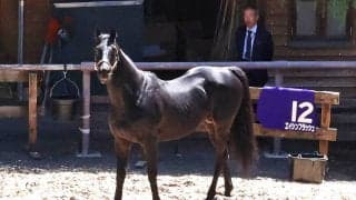 ２０１０年のダービー馬エイシンフラッシュに人だかり　東京競馬場でお披露目に岩崎代表「どこにいっても落ち着いている」