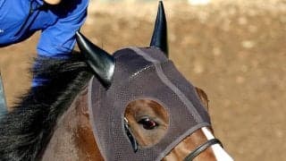日曜東京競馬場の注目激走馬…東京１１Ｒ・ＮＨＫマイルカップ・Ｇ１