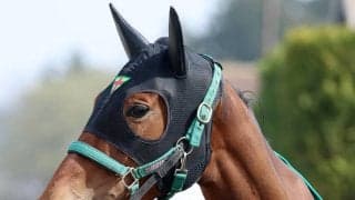 【注目馬動向】阪神ＪＦ、桜花賞で２着のギャラボーグが次戦予定のオークスを回避　右前肢にフレグモーネ発症のため