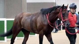 【新潟大賞典・イシゴーの特注馬】外差し優位の馬場が追い風　トーセンリョウに重賞初Ｖチャンス