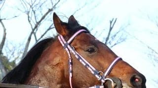 【注目馬動向】シリウスコルトは安田記念と函館スプリントＳの両にらみ　安田記念なら田中勝春厩舎はＧ１初出走に