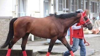 【新潟大賞典】ディープインパクト産駒の１７年連続ＪＲＡ重賞勝利へ　トーセンリョウが勝てば父の重賞３００勝に王手