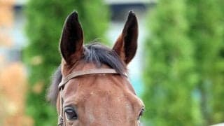 【ヴィクトリアＭ・超ブル診断データ編】上位人気馬が苦戦のＧ１だからこそ狙ってみたい穴馬は？　阪神牝馬Ｓ組の７歳馬に食指