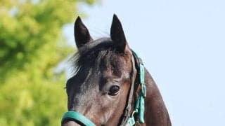 【日本ダービー・２週前】２冠狙う皐月賞馬ロブチェンは坂路で５５秒０　松山弘平騎手「来週ＣＷコースでどんな感じになるか」