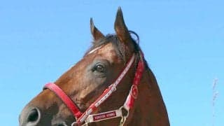 【注目馬動向】フォーエバーヤングは英プリンスオブウェールズＳの出走見送りへ　予定通り、秋の海外遠征を目標に