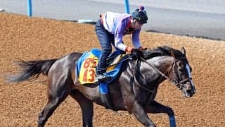 【新潟大賞典】アンゴラブラックは牝馬と感じさせないド迫力の動き　尾関調教師が挙げたカギは「普通なら舞台は向いている...」