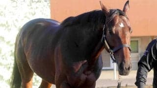 １７年の日本ダービー馬レイデオロの母ラドラーダが今年１月に死んでいた　先週のエプソムＣで孫のトロヴァトーレがＶ