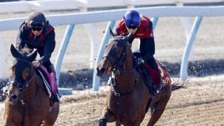 【ヴィクトリアＭ】ニシノティアモがスムーズな加速で併入　津村明秀騎手「バッチリ仕上がっていい動きでした」