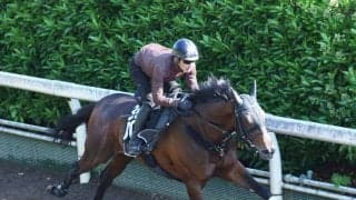 【日本ダービー・２週前】舞台替わりで一発狙うマテンロウゲイルは坂路で軽快　野中調教師「無理することなく順調」