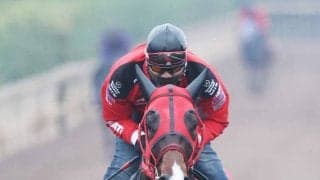 【日本ダービー・２週前】トライアル勝ちのメイショウハチコウは好調をキープ　陣営「元気いっぱいです」