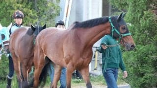 【ヴィクトリアＭ】上村調教師が納得の笑み　ココナッツブラウンは厩舎周りの運動で調整「雰囲気は変わらずきている」