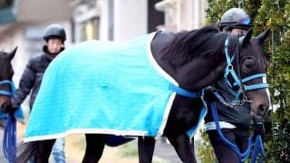 【岩田康誠の熱血！！競馬道】歩様の良さに好感触つかんだ新潟大賞典のアンゴラブラック　「今は状態がいい」
