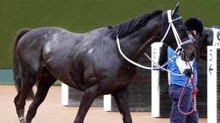 【京都ハイジャンプ】わずか６頭立て　同レース５勝目を目指す高田潤騎手のシホノスペランツァは５枠５番　枠順決定