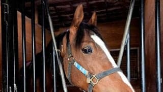 【川崎競馬新馬戦】２Ｒで初陣を迎えるデレチョ　父の産駒は１４日現在２戦全勝　３Ｒには２歳一番時計のブラフキャッチがデビュー