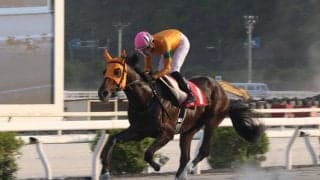 【高知・山桃特別】カツテナイオイシサが5馬身差圧勝