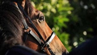 【日本ダービー／危険な人気馬】出世レースの勝ち馬が“惜敗”繰り返す現代競馬　「血統＋馬格」が示す距離適性にも疑問符