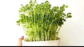 豆苗を食べ続けた結果…便通・満腹感・肌に起きやすい変化