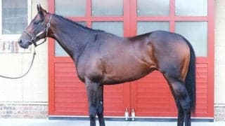 「前走からの上昇度では一番」 馬体派記者が絶賛した日本ダービー出走馬とは